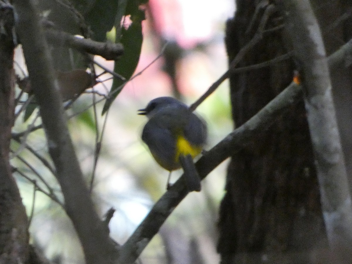 Королець жовтий - ML644255925