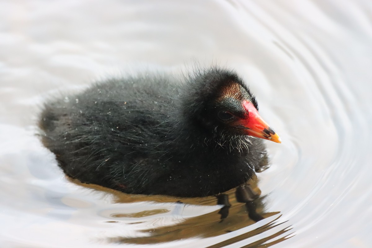 Dusky Moorhen - ML644255928