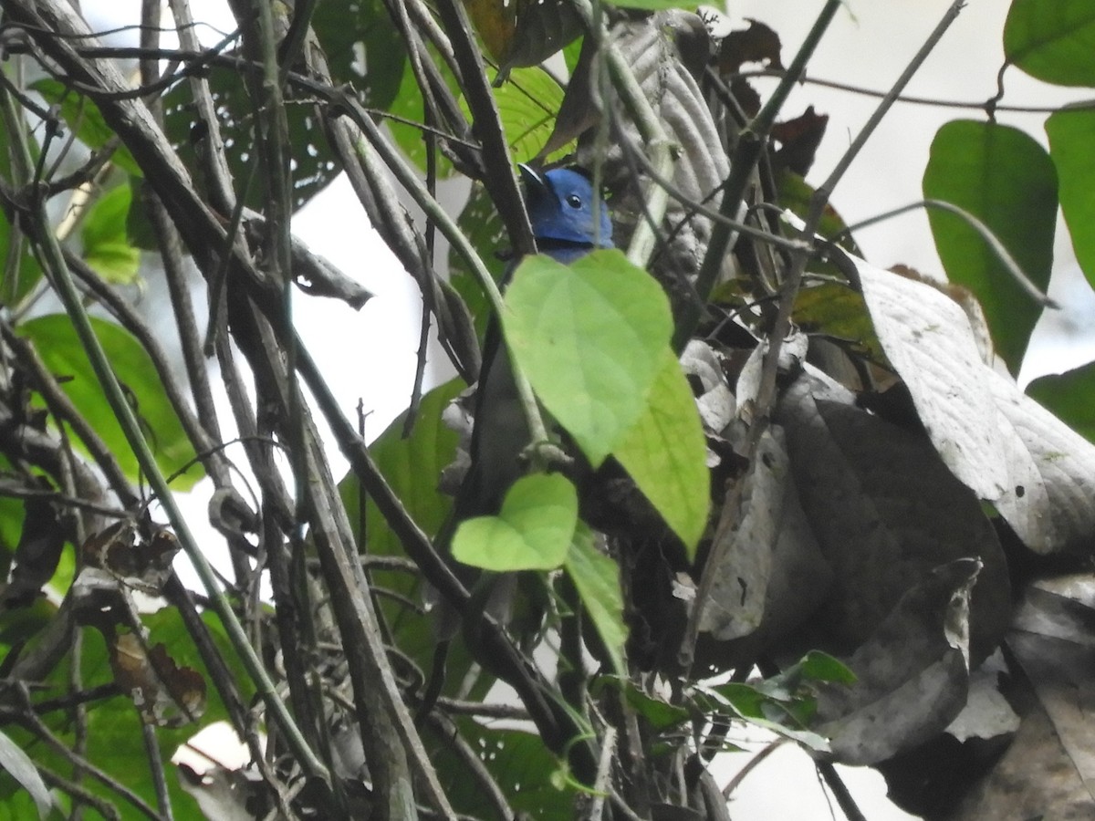 Tchitrec azuré - ML644255934