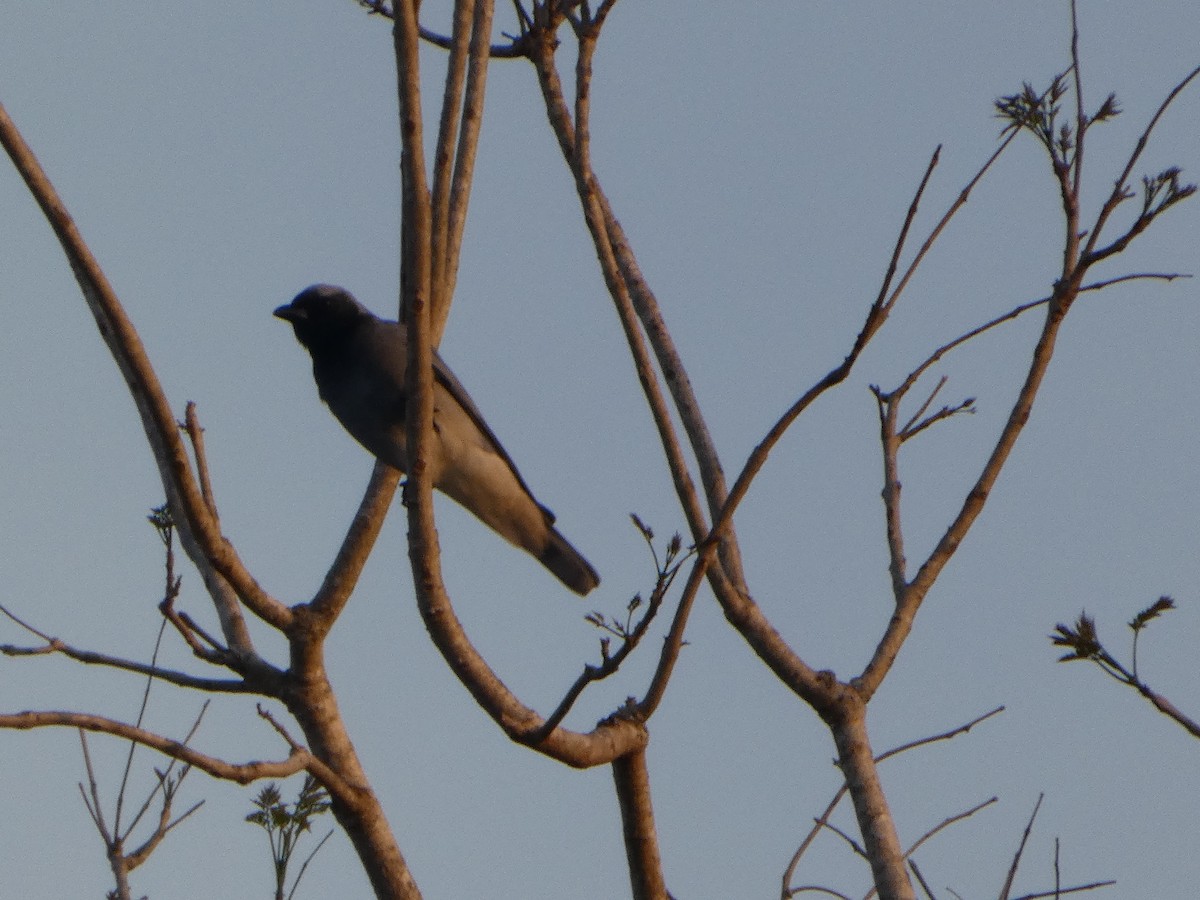 Black-faced Cuckooshrike - ML644255941