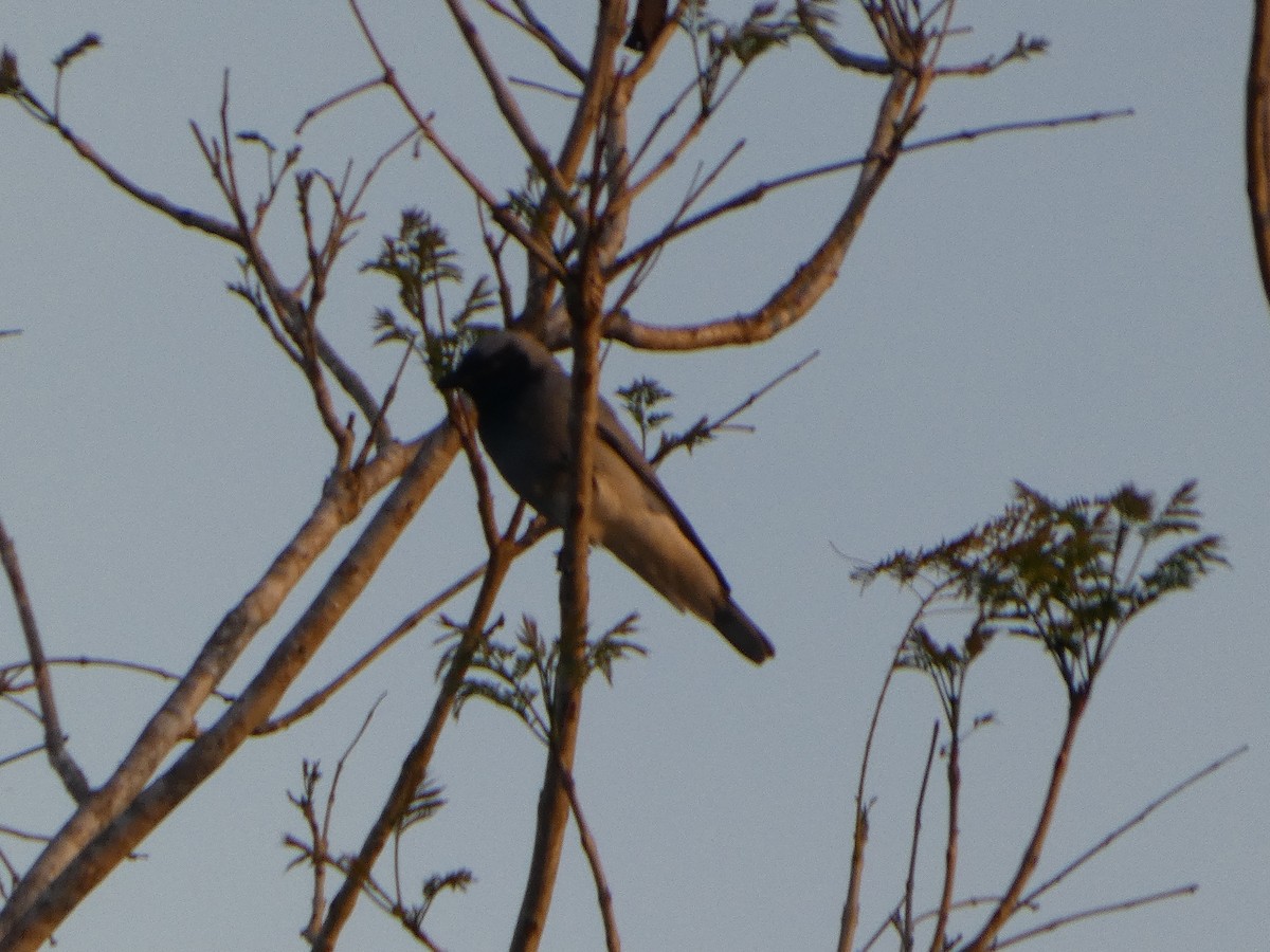 Black-faced Cuckooshrike - ML644255942