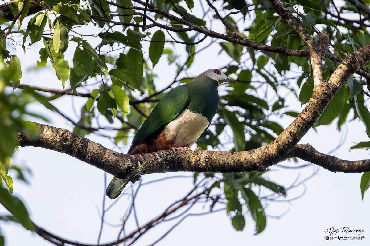 Pink-bellied Imperial-Pigeon - ML644255945