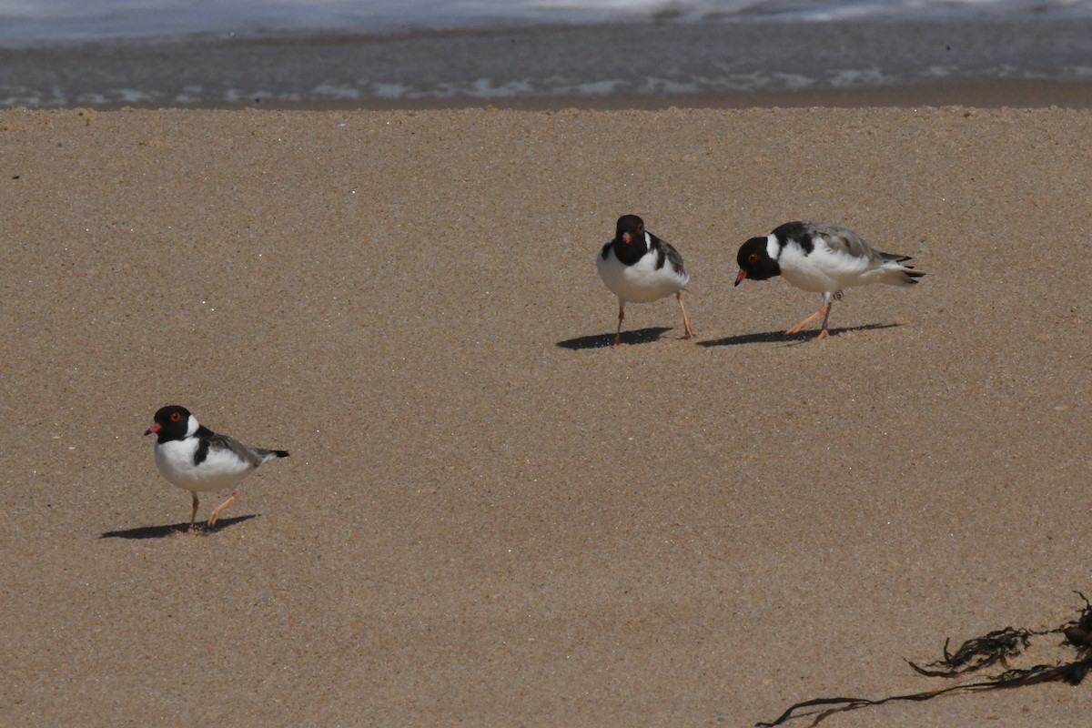 svarthodelo - ML644255966