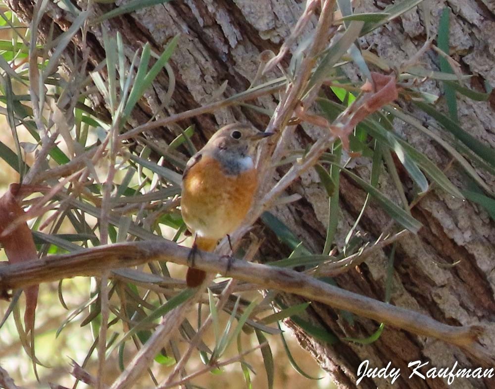 Эгэл гал сүүлт - ML644255969