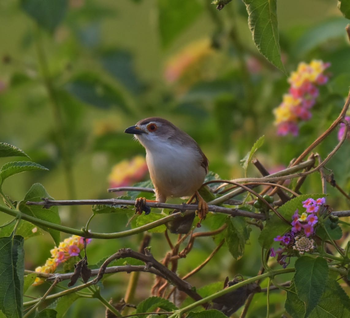 Timalí Ojigualdo - ML644255971