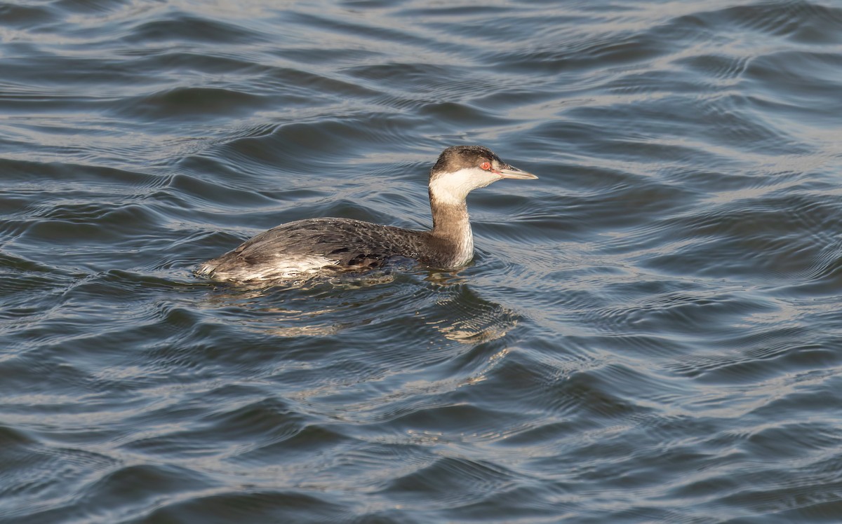 Ухаа шунгуур - ML644255972