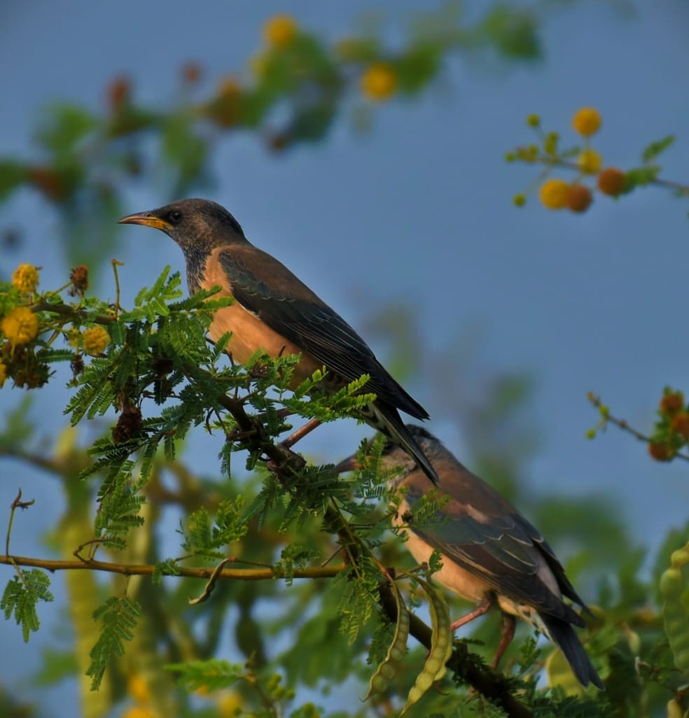 Rosy Starling - ML644255975