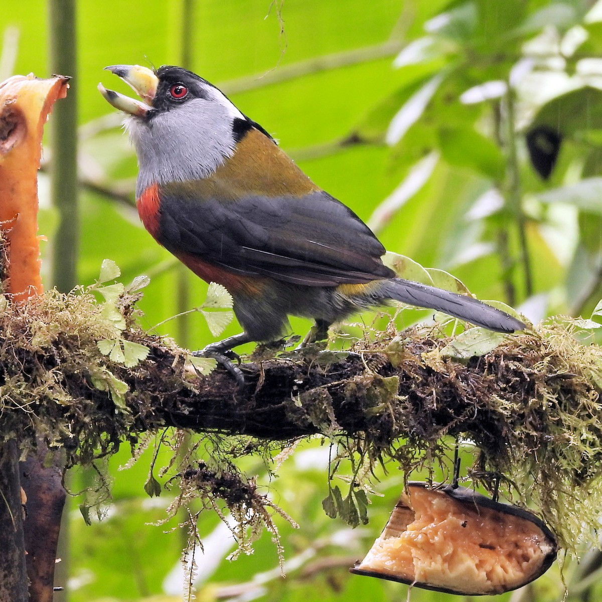 bradáček tukaní - ML644255980