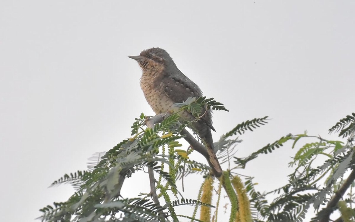 Eurasian Wryneck - ML644255983