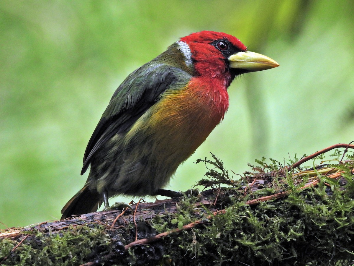 Red-headed Barbet - ML644255986