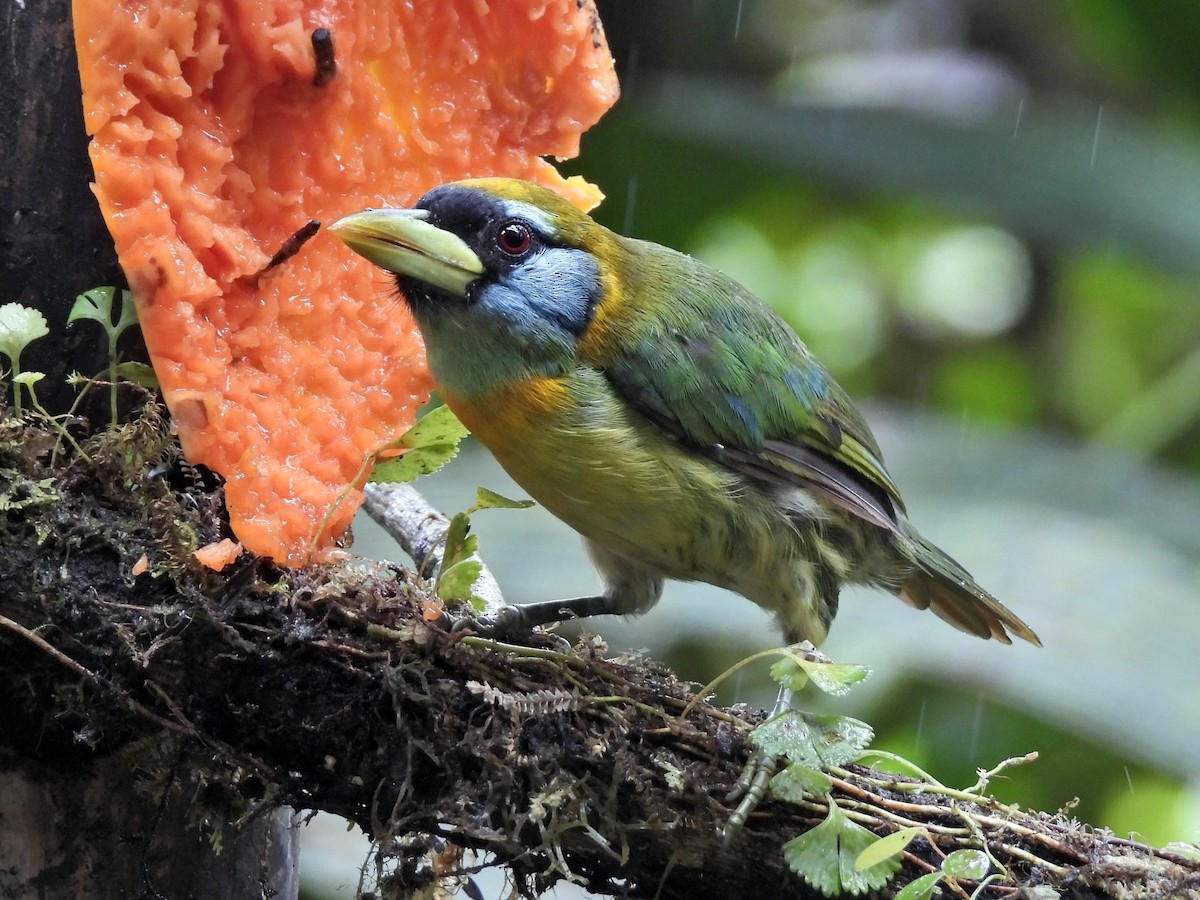 Red-headed Barbet - ML644255990