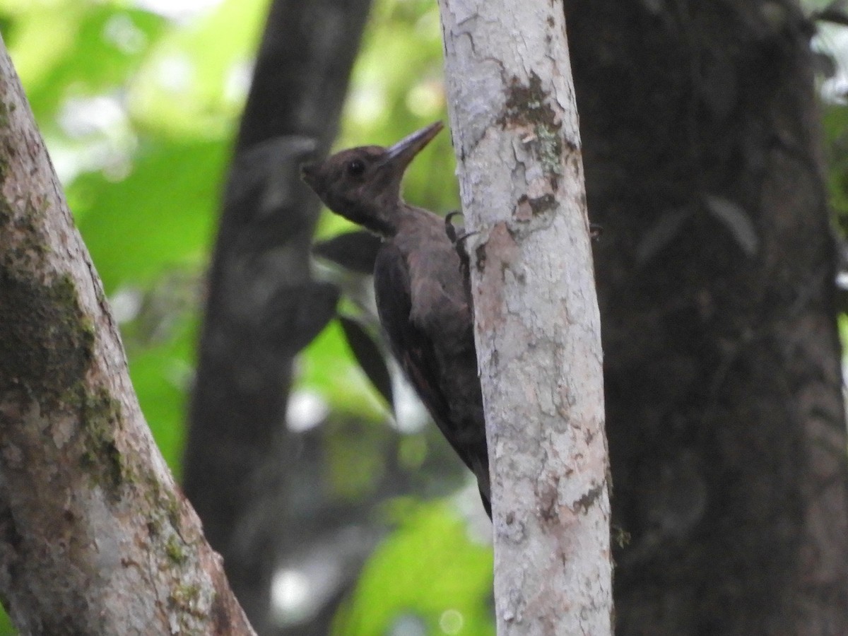 Orange-backed Woodpecker - ML644255992