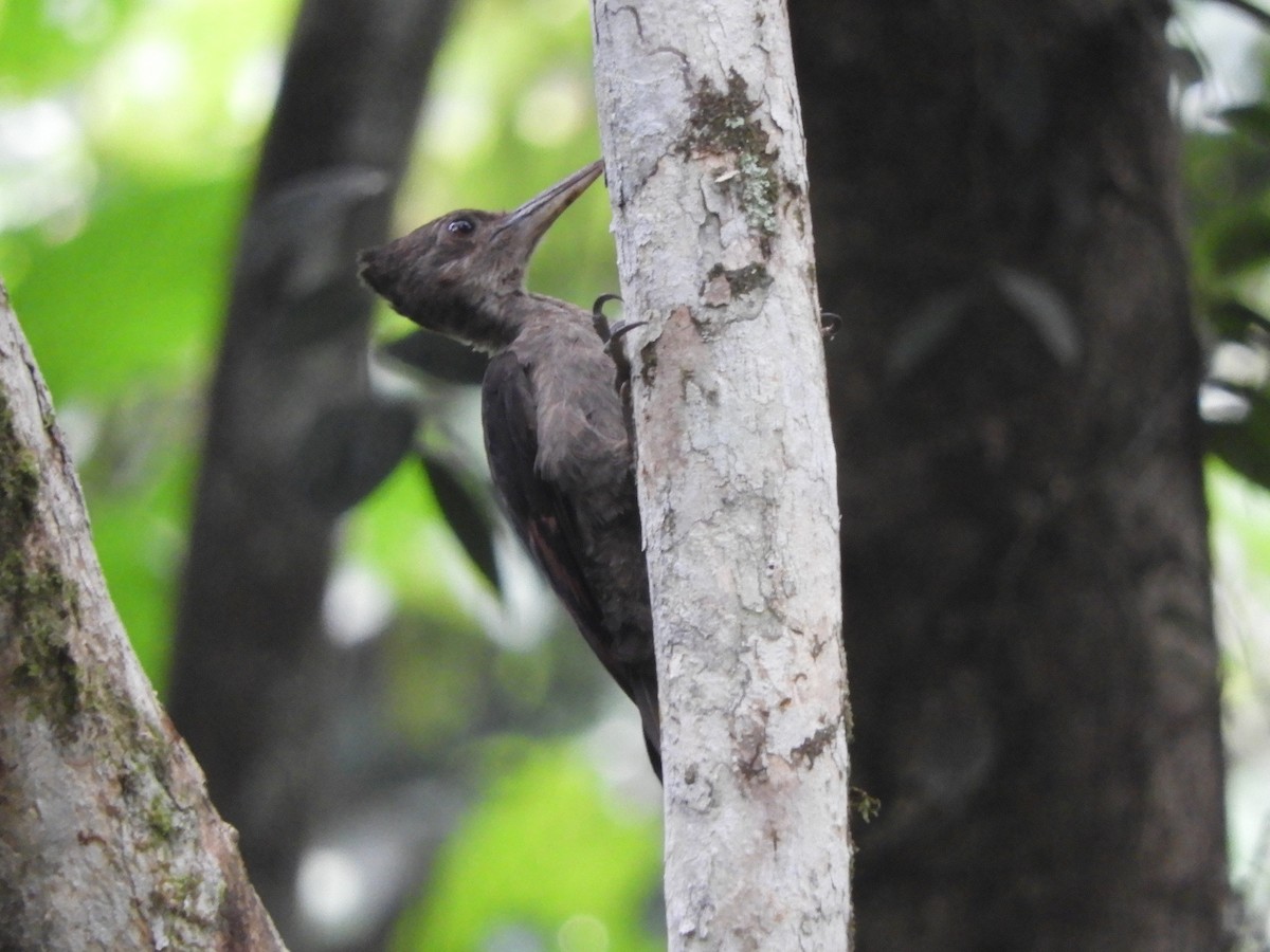 Orange-backed Woodpecker - ML644255993