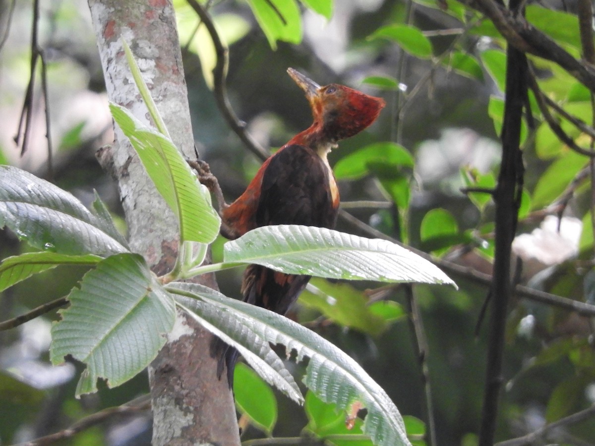 Orange-backed Woodpecker - ML644255994
