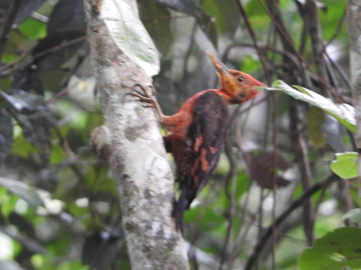 Orange-backed Woodpecker - ML644255995