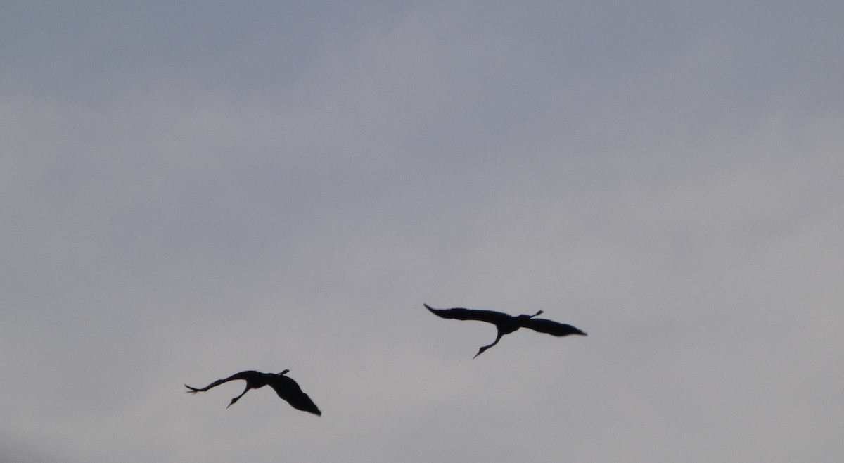 Brolga - ML644256021