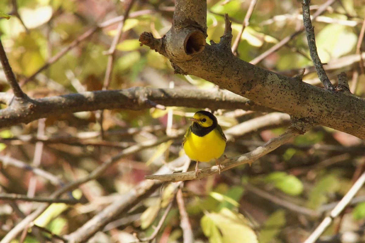 hetteparula - ML644256028