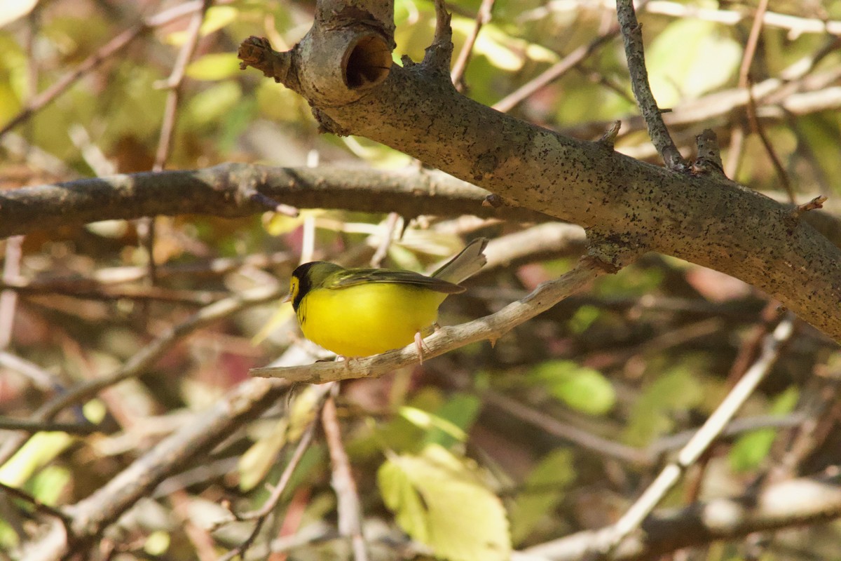 hetteparula - ML644256029