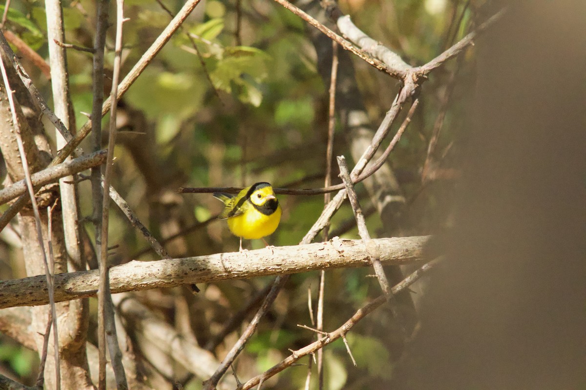 hetteparula - ML644256030