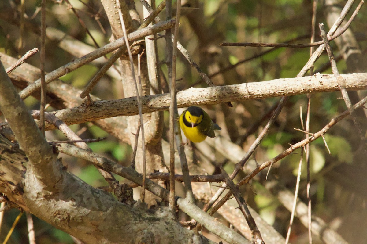 hetteparula - ML644256031