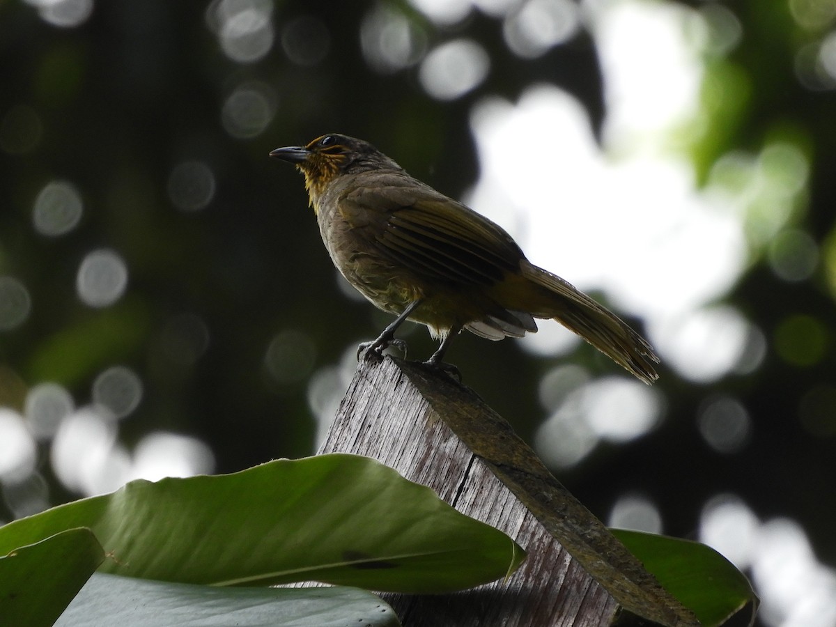 Stripe-throated Bulbul - ML644256035