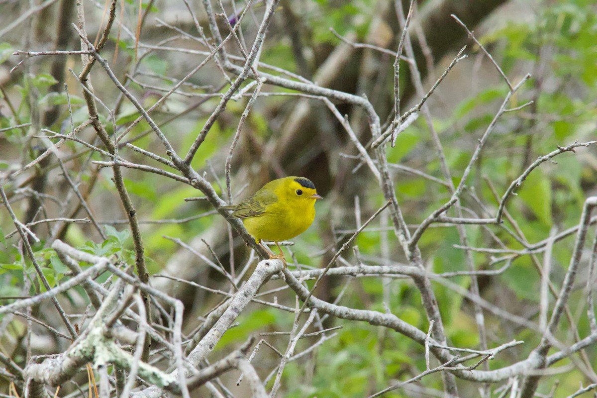 kalottparula - ML644256043