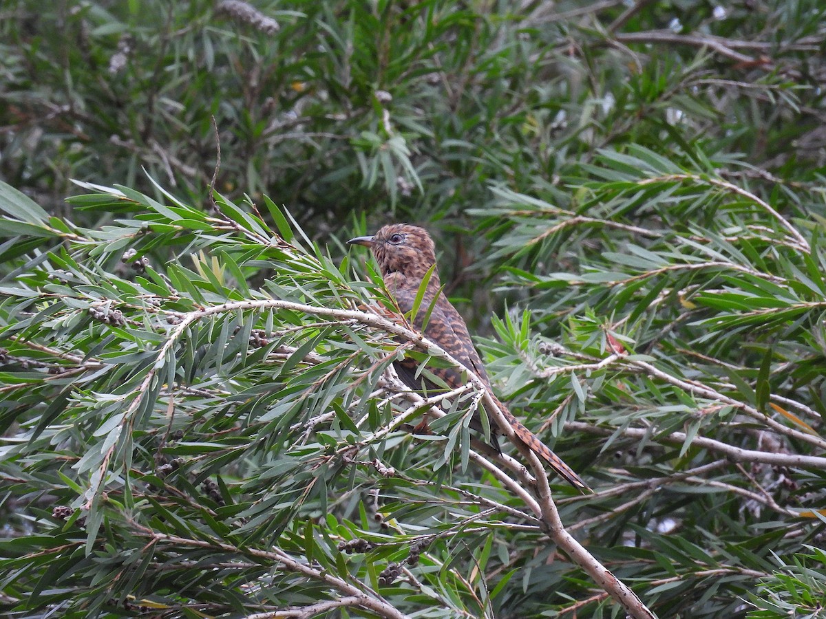 Plaintive Cuckoo - ML644256044