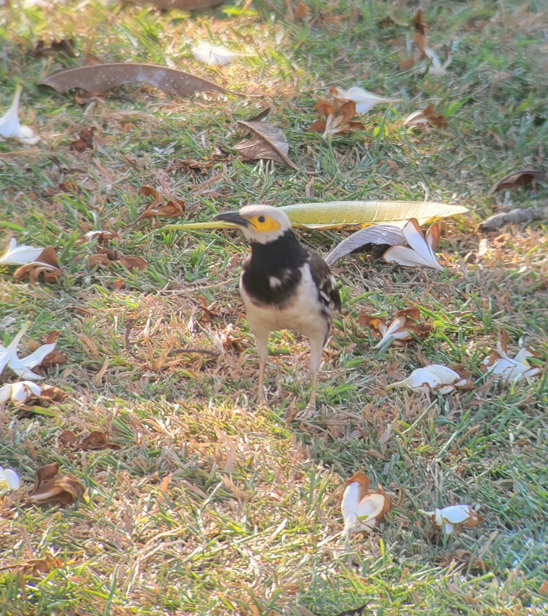 Black-collared Starling - ML644256050