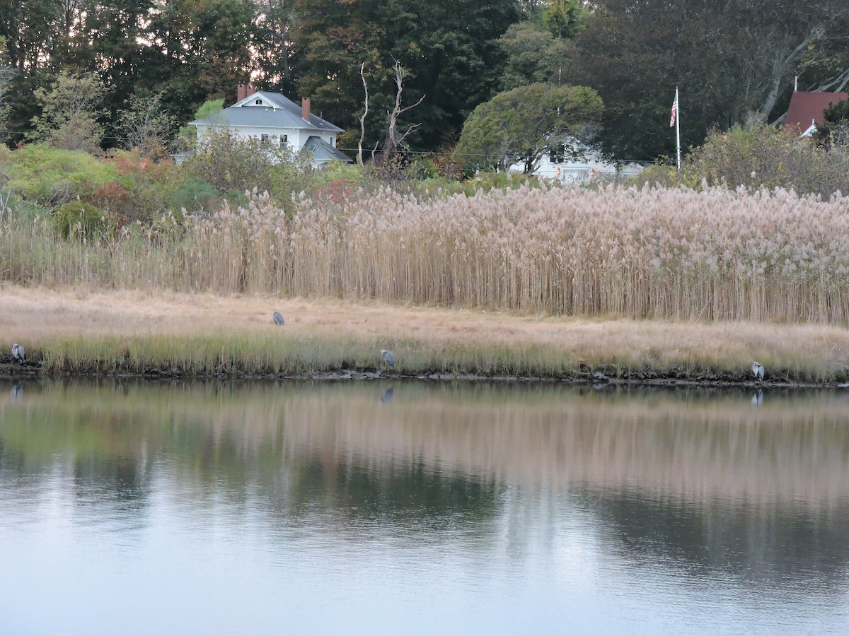 Great Blue Heron - ML644256051