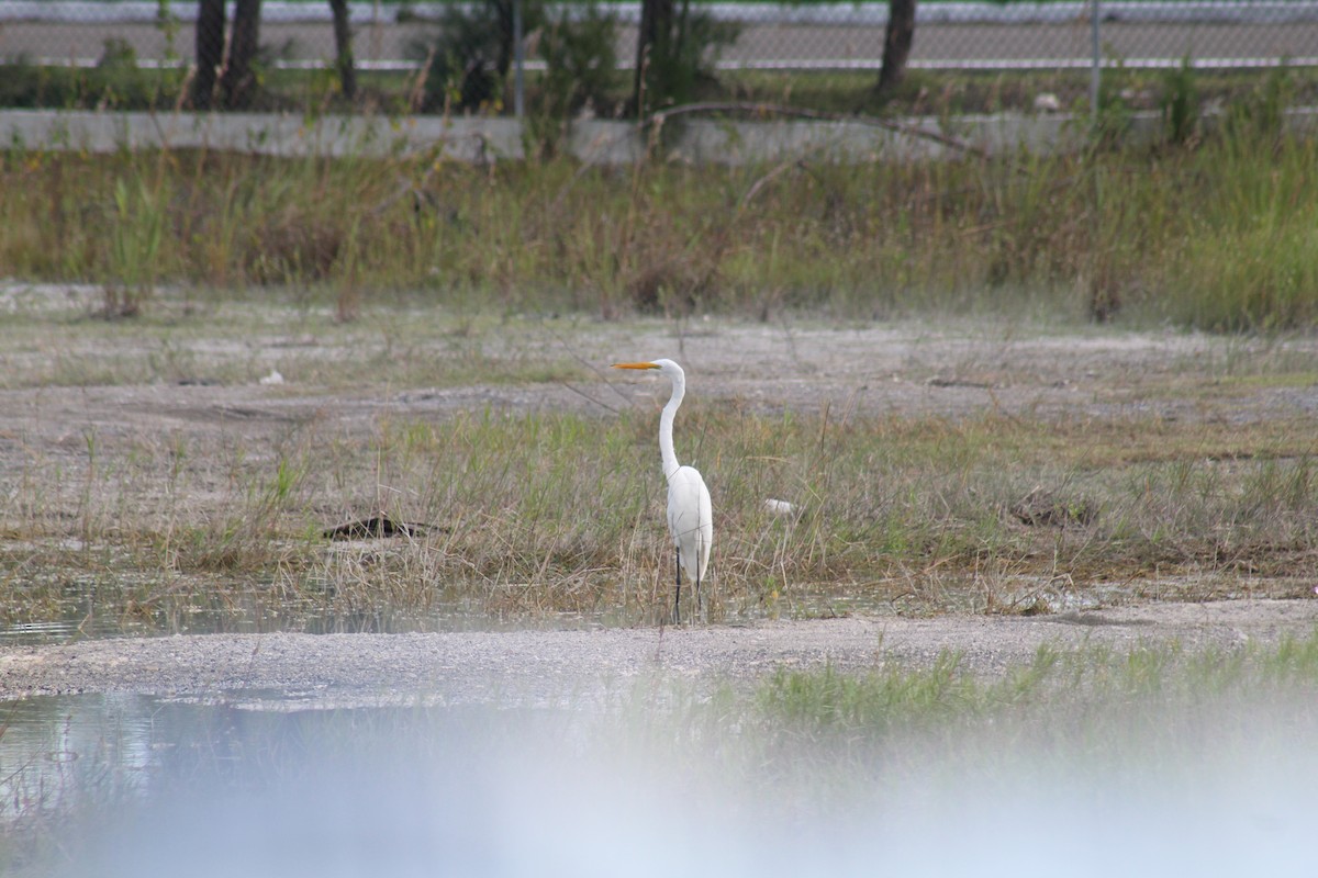 Great Egret - ML644256052