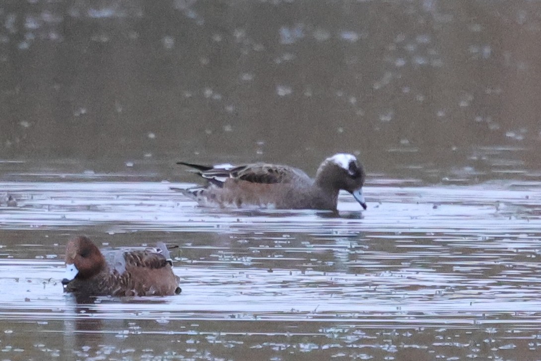 Eurasian Wigeon - ML644256053