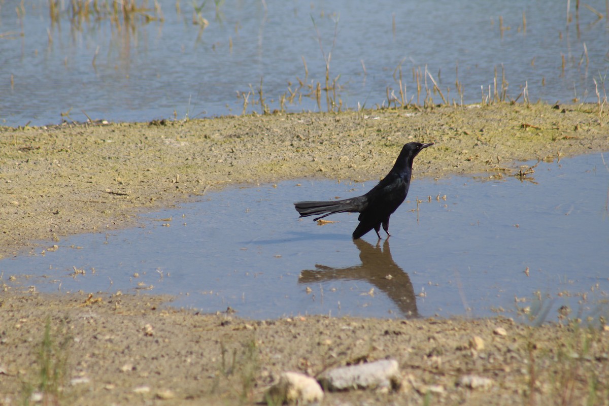 Boat-tailed Grackle - ML644256054