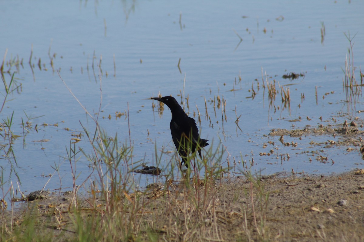 Boat-tailed Grackle - ML644256055