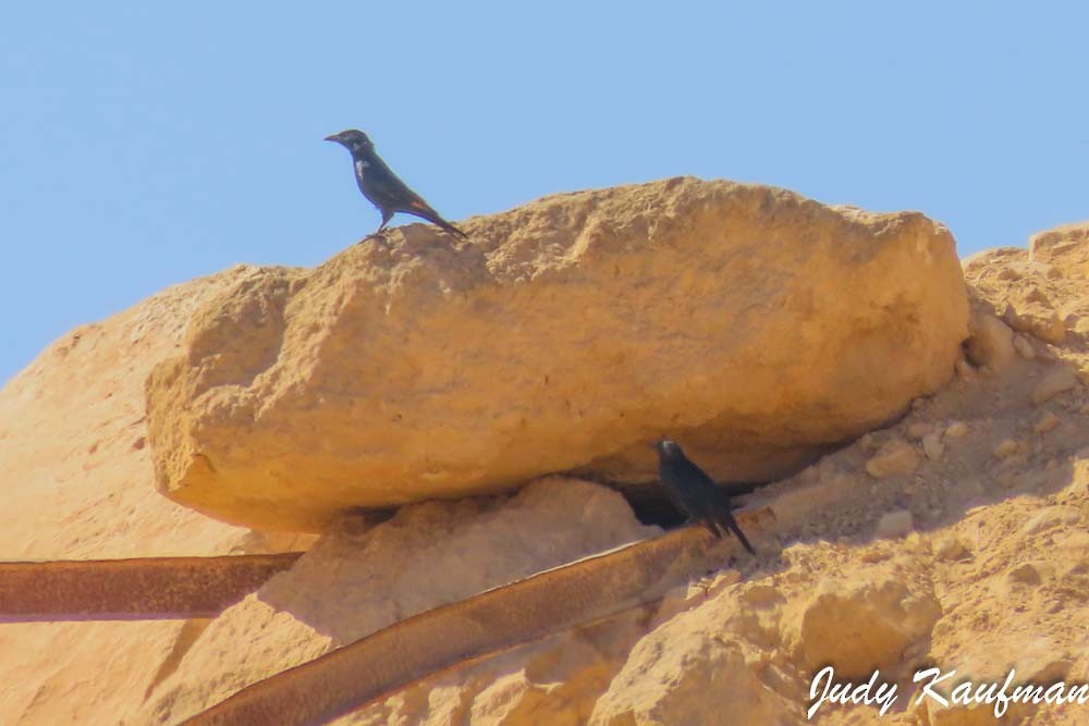 Tristram's Starling - ML644256056