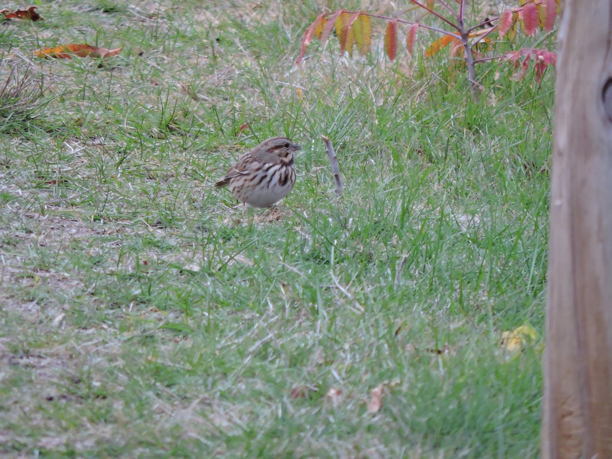 Song Sparrow - ML644256057