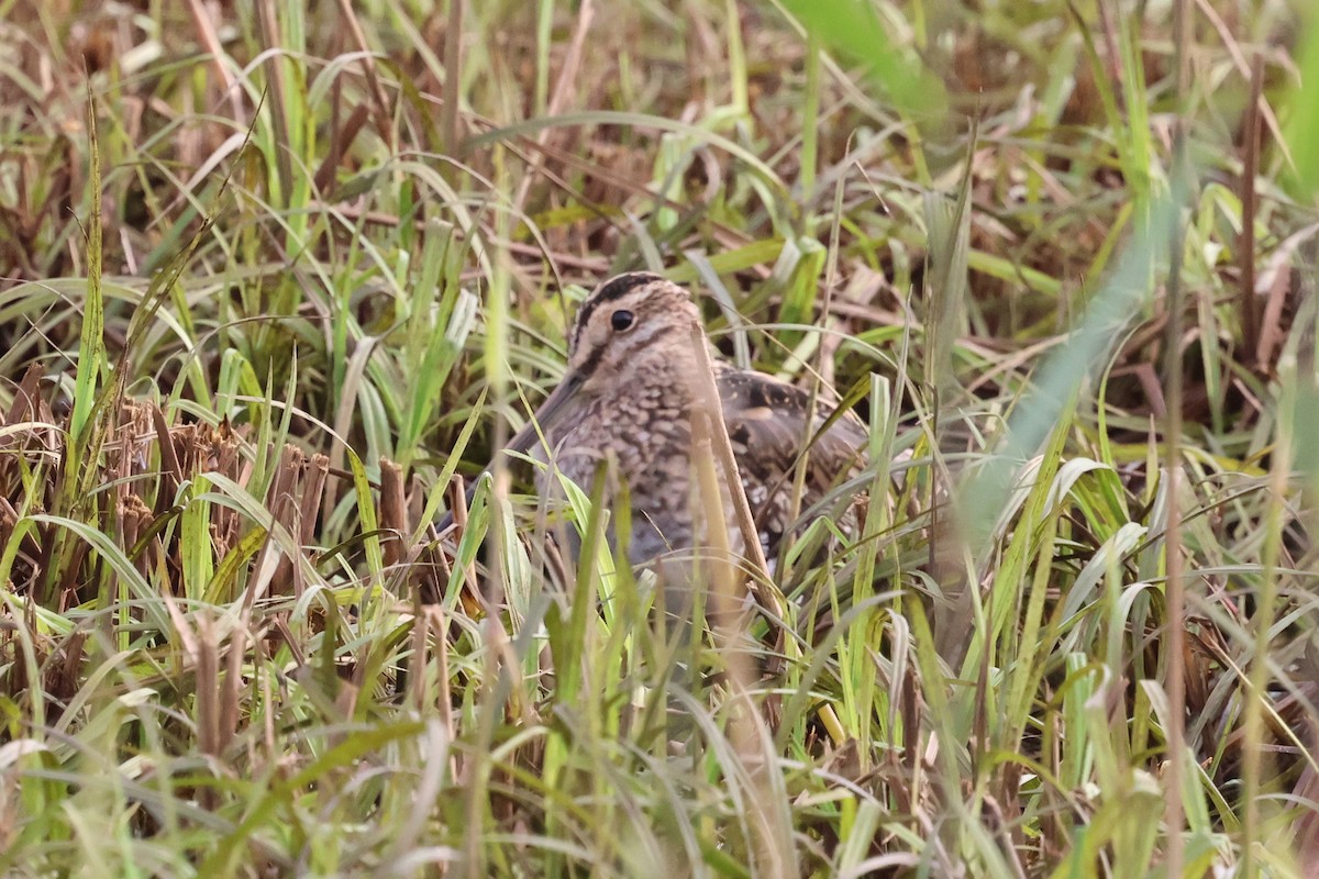 Common Snipe - ML644256058