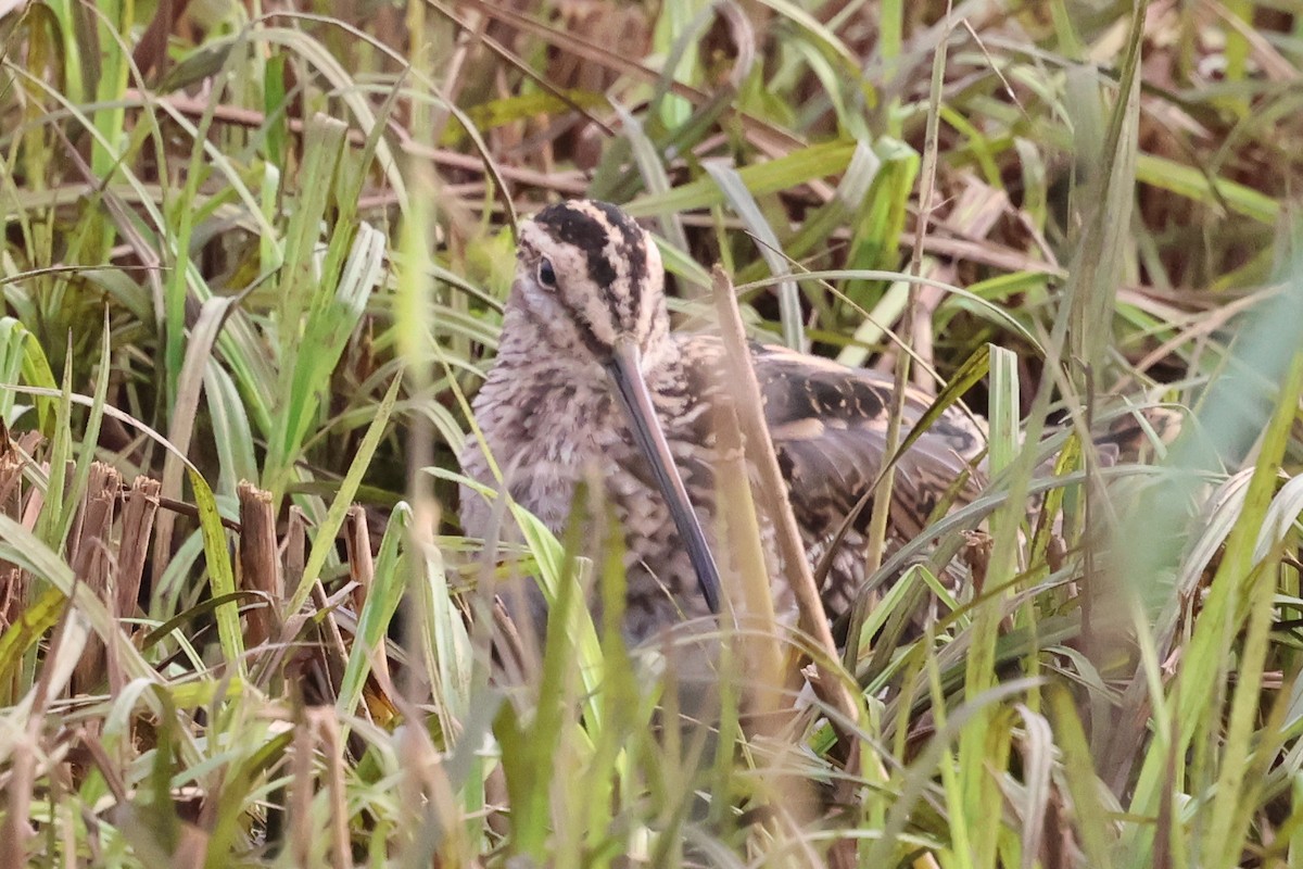Common Snipe - ML644256059