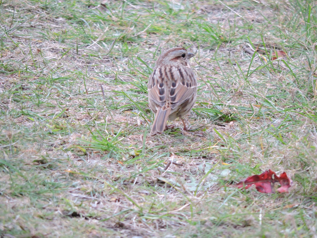 Song Sparrow - ML644256060