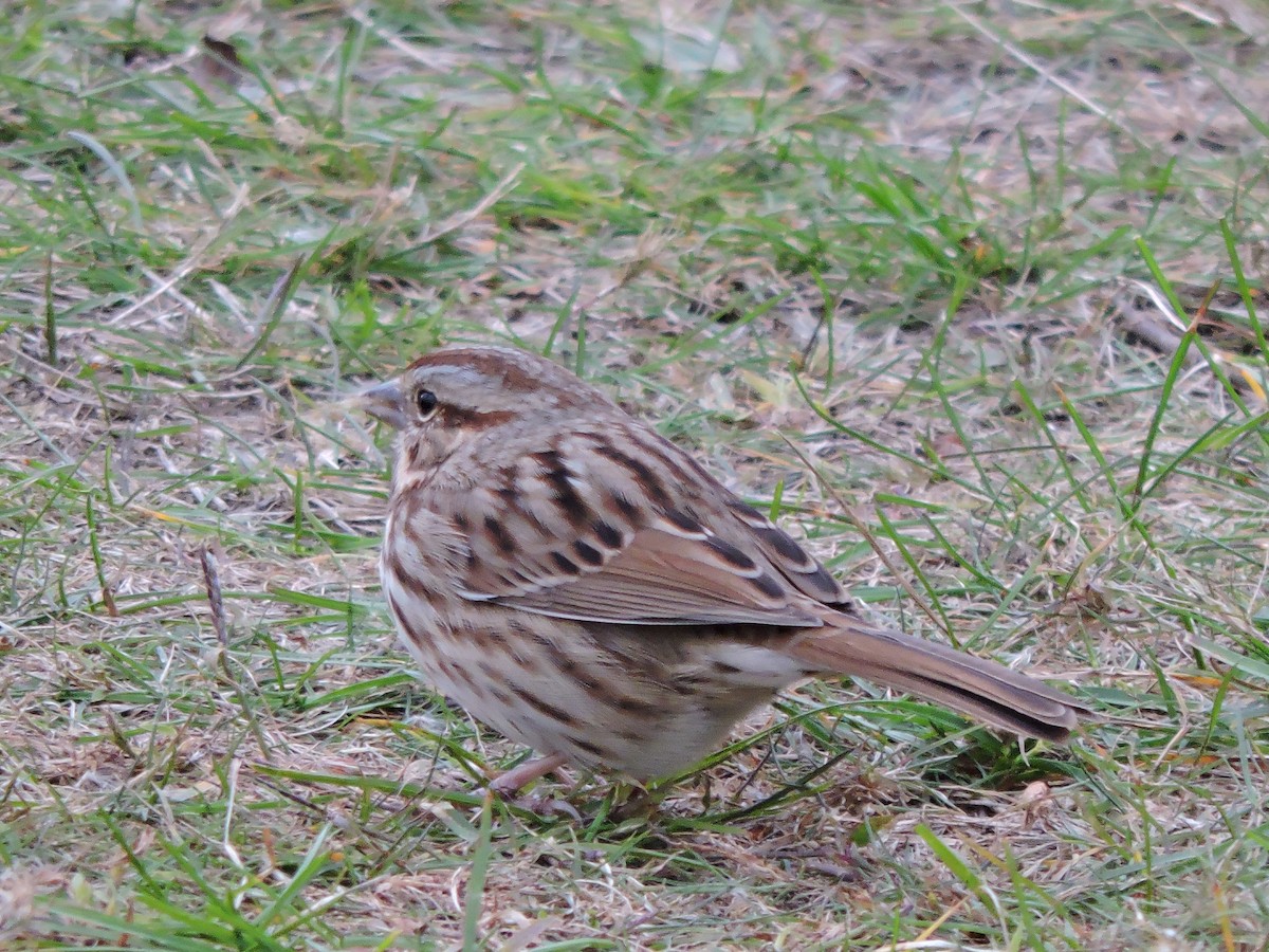 Song Sparrow - ML644256061