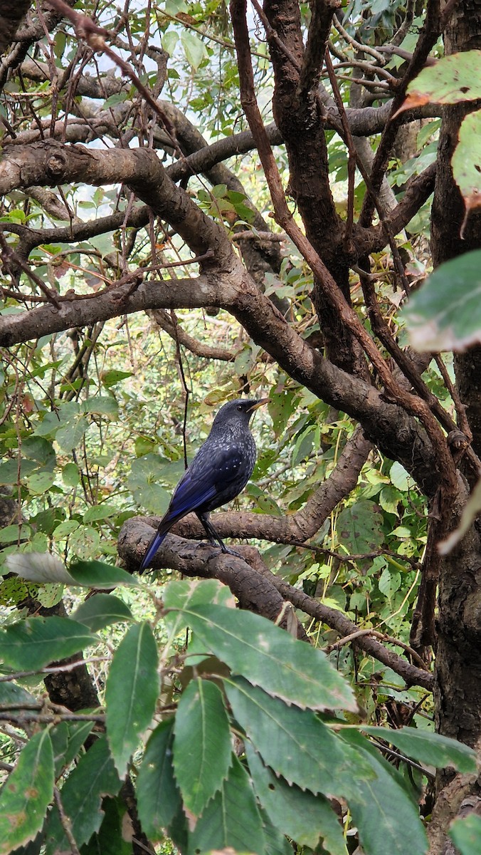 Blue Whistling-Thrush - ML644256062