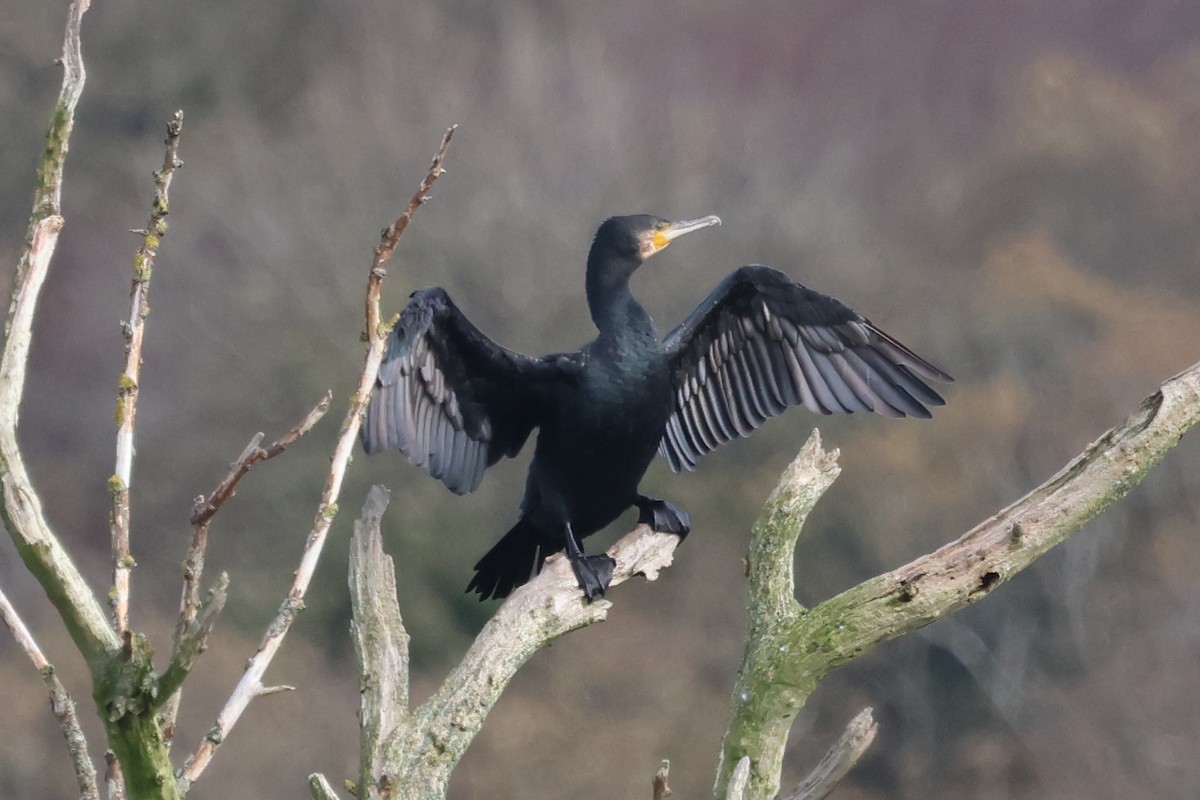 Great Cormorant - ML644256063