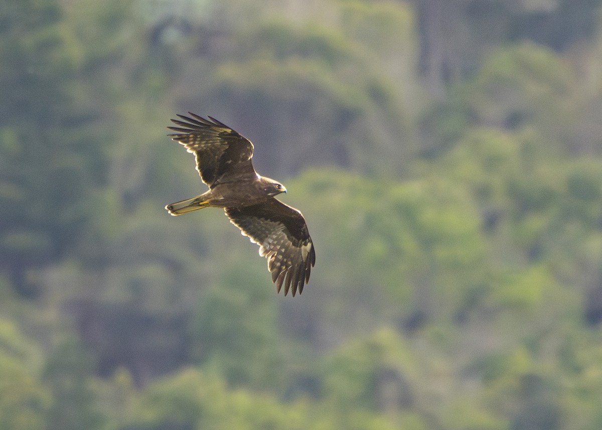 Booted Eagle - ML644256064
