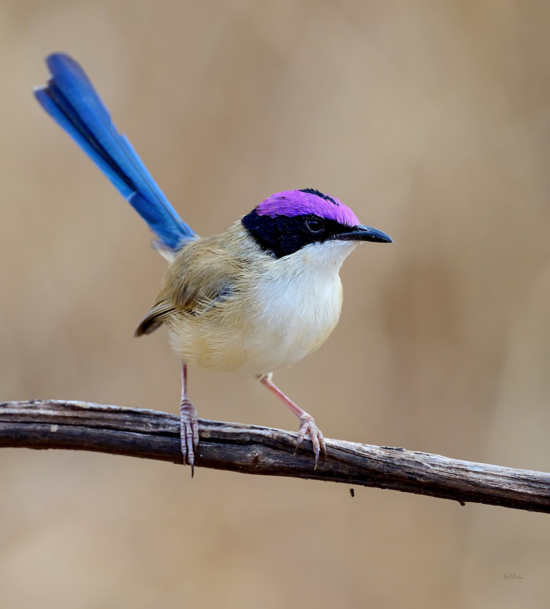 Purple-crowned Fairywren - ML644256065
