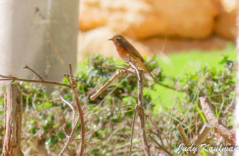 Common Redstart - ML644256066