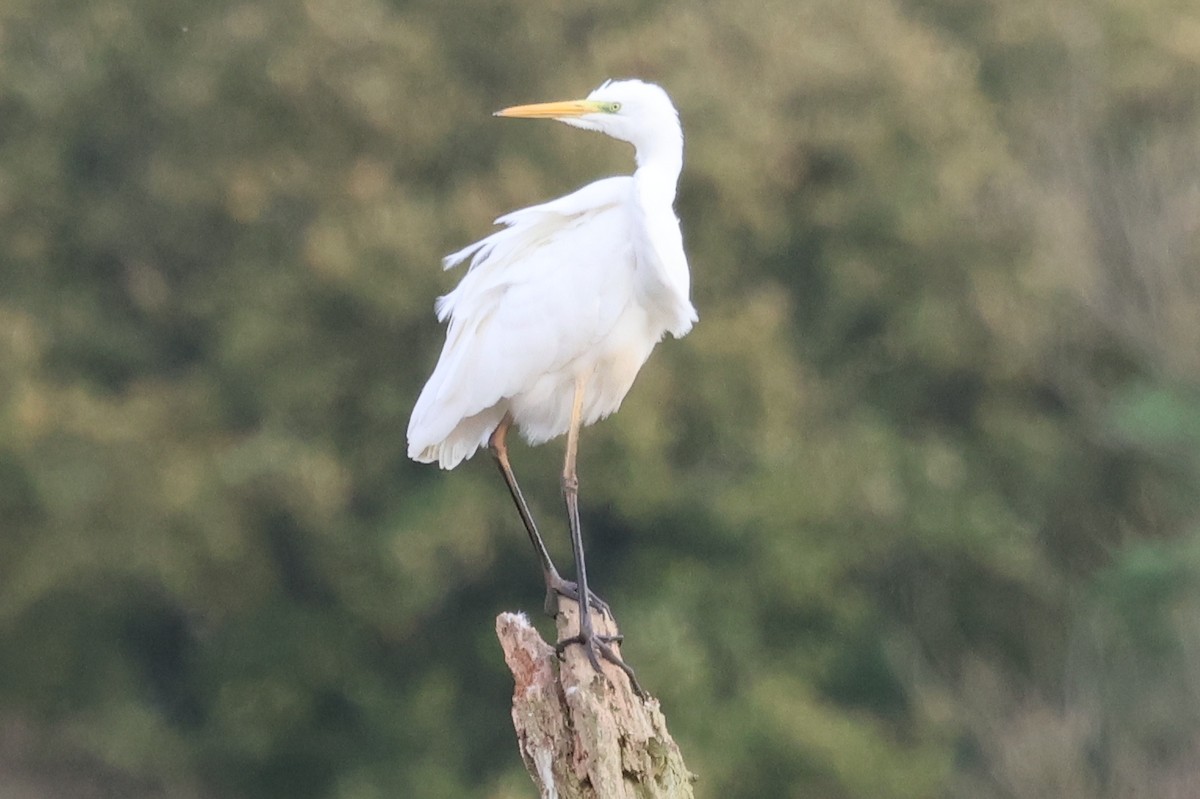 Great Egret - ML644256067