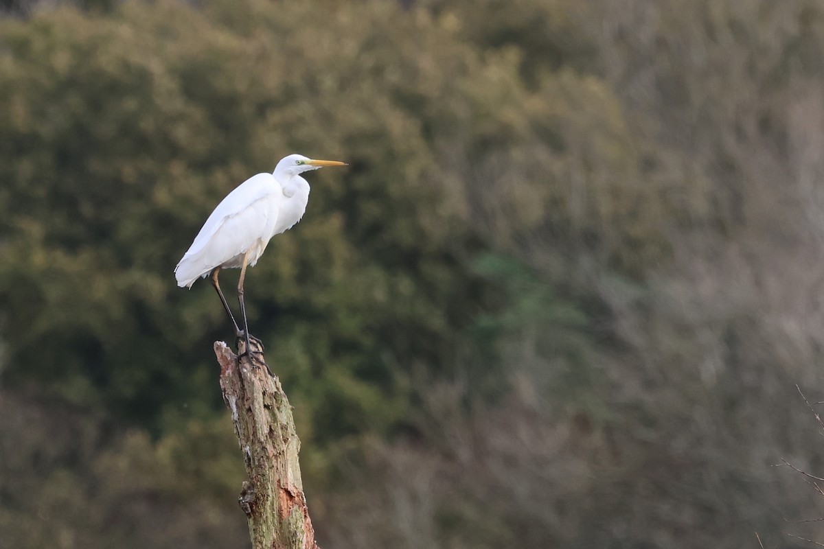 Great Egret - ML644256068