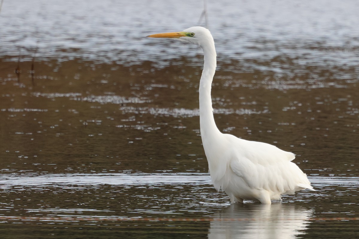 Great Egret - ML644256069