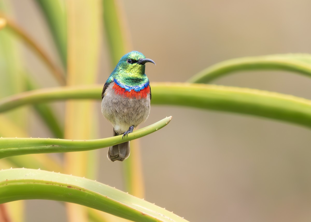 Southern Double-collared Sunbird - ML644256070