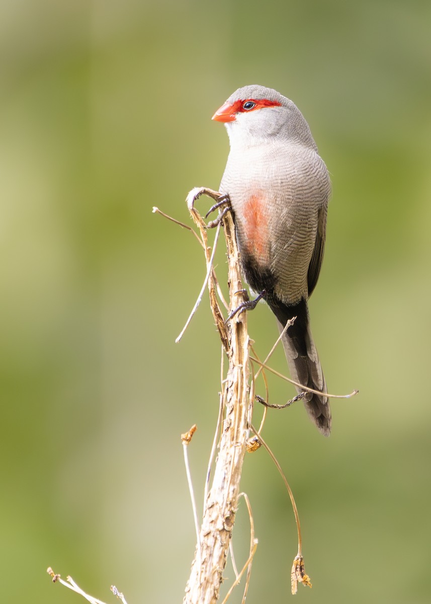 Common Waxbill - ML644256073