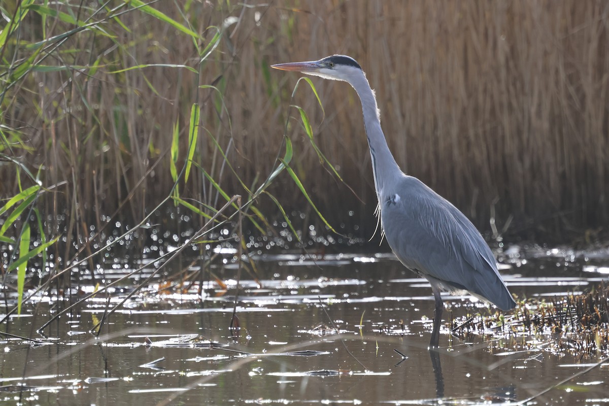 Gray Heron - ML644256074